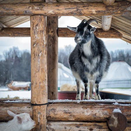 Goat, photographed on a wooden well in winter.の写真素材