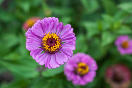 Purple flower on a background of  leaves on the flowerbed