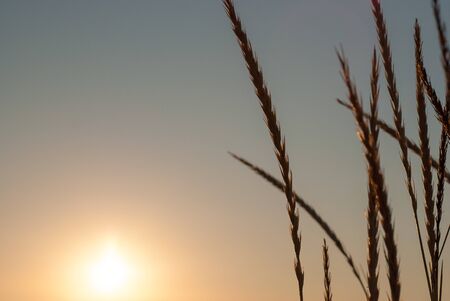 Spikelets of grass against a rising sun.の写真素材