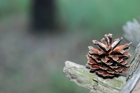 Fir cone that lies on a bough.の写真素材