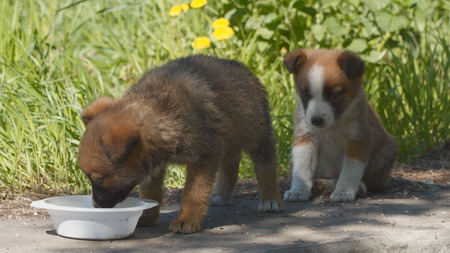 One puppy waits while another is eatingの写真素材