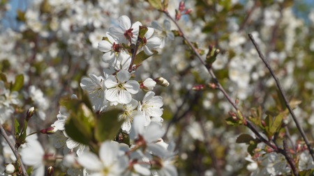 Blooming cherry. Cherry blossom branch