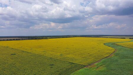 Rural summer landscape. Fields of wheat and sunflower. Aerial view.の写真素材