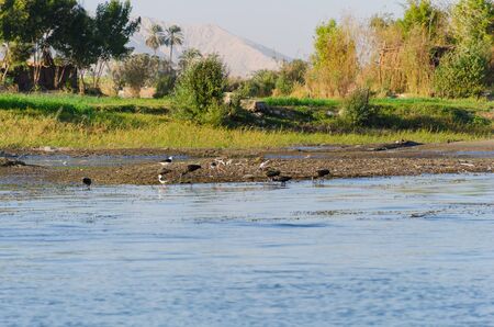 Birds on the banks of the Nile River in Egypt.