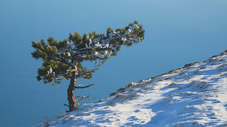 A pine tree on the edge of a snow-capped mountainの写真素材