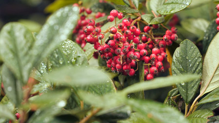 Red hawthorn berries among the rain-soaked leaves.の写真素材