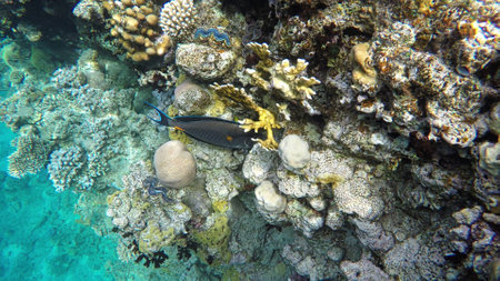 Fish surgeon of the red sea. Coral Reef. Arabian sohal surgeon fish in the natural environment