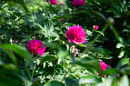 Blooming Peony flower. Natural backgroundの写真素材