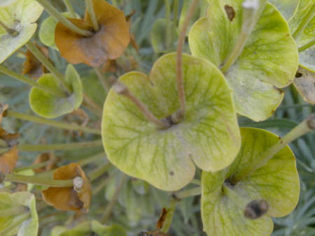 green plants