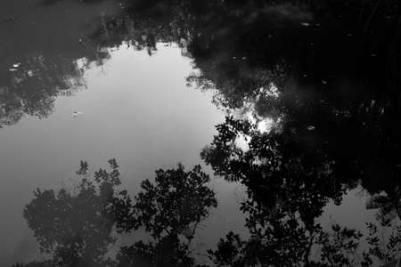 Black and white shot of a lake with reflections of the sky and trees. Leafs can be seen floating and making little waves. It is just beautiful to look at this to contemplate nature, reflect and meditate.の写真素材