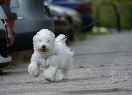 A puppy dog running on a sidewalk.
