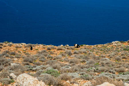 Goats on Sea coast, turquoise water and rocky hill. Road to Balos, Crete, Greeceの写真素材
