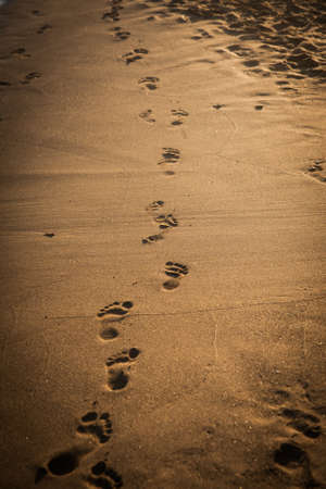 Footprints on the sand, beach in the afternoon sun. Find your pathの写真素材