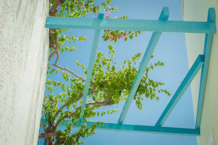 Green flowers on the blue sky backgroundの写真素材