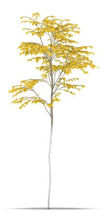 Birch one metre on a white background. It's 3D image.の写真素材