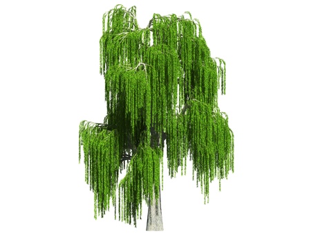Willow on a white background. It's 3D image.の写真素材