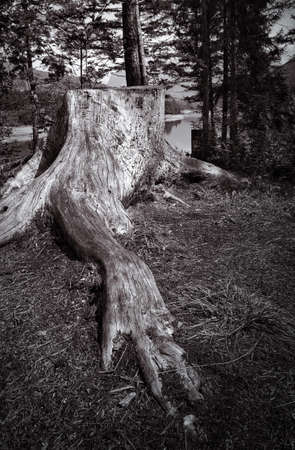 An old cut tree trunkの写真素材