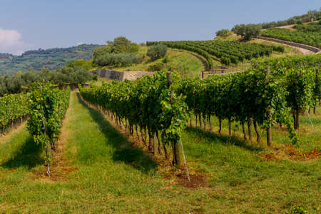 Vineyards over the Verona's hillsの写真素材
