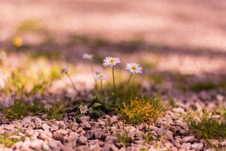 Pink spring, little lonely daisyの写真素材