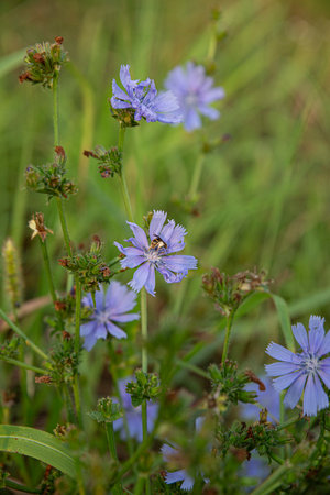 Honeybee inside the pollen of a flowerの写真素材