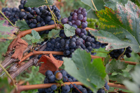 Ripe red grapes hanging from the vines in vineyards. High quality photo