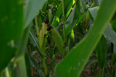 Close view of corn plants showing dense green foliage with emerging silk visible on developing ears....