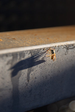 Detailed macro shot of yellow wasp on aged metal surface with visible wings and shadow. Industrial or agricultural equipment detail during harvest season.の写真素材