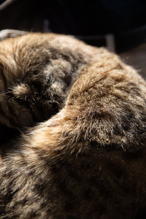 A tabby cat enjoys a moment of deep relaxation, lying on a soft textile surface, with sunlight caressing its fur, creating a play of light and shadow that enhances its natural stripes. The photograph, taken with a detailed focus on the body and tail, conveys a sense of peace and domestic intimacy, ideal for editorial projects, pet websites, marketing campaigns for furniture products, or articles on animal welfare. High-definition image, captured in a naturally lit indoor environment, perfect for premium stock.の写真素材