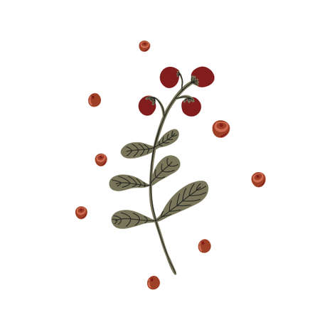 Red cowberry with leaves hand drawn illustration