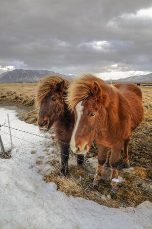 Icelandic horses near road in winterの写真素材