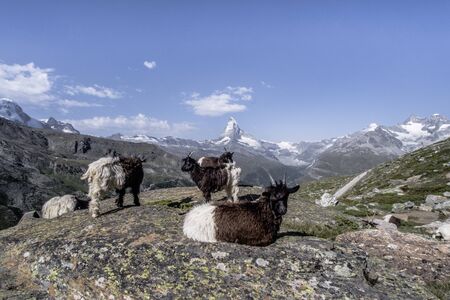 Nice view of Matterhorn with goats in Swiss Alps, Switzerlandの写真素材