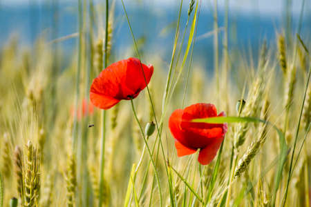 Poppies in a Wheat Fieldの写真素材