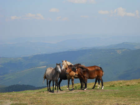 wild horses on the mountain ridgeの写真素材