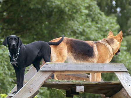 Labrador and shepherd guard territory. dogs look in different directions