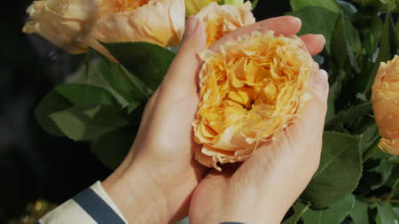 Female hands form a bouquet with yellow and orange roses. The girl enjoys the beauty of flowers....