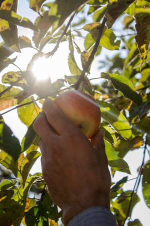 A man hand tears an apple from a tree. A farmer is harvesting. A guy picks fruit from a treeの写真素材