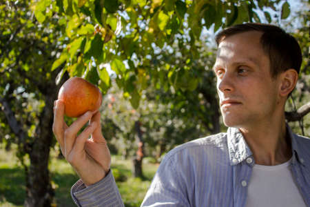 Guy holds in his hand a ripe fruit. A man plucked an apple from a tree. Farmer harvestingの写真素材