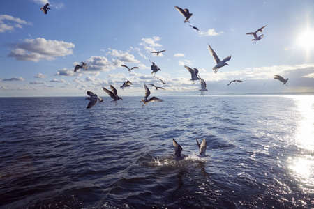 Group of seagull feeding in seaの写真素材