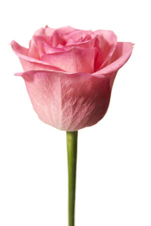 Studio shot of pink rose isolated on white background の写真素材