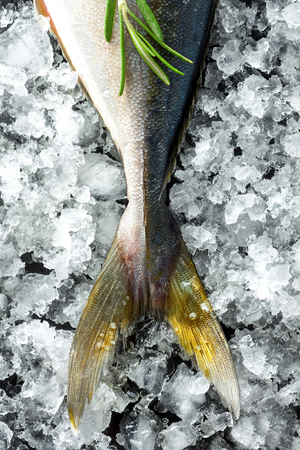Fresh tuna tail with spices on crushed ice cushion over dark backgroundの写真素材