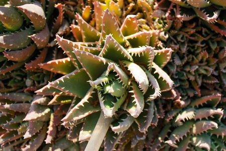 Aloe Vera bush in their natural habitatの写真素材