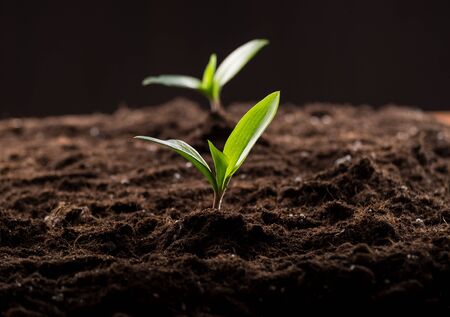 Green young sprouts growing in good brown soil. New life conceptの写真素材