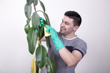 Young man in rubber gloves cleaning big green plant by wet ragの写真素材
