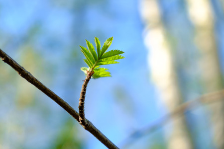 Spring natural view with young leaves