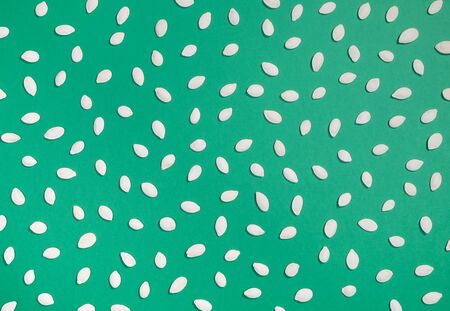 White pumpkin seeds flat lay pattern on green background