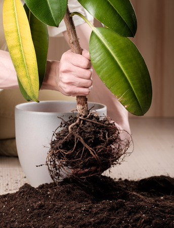 Young gardener transplanting a plant in fertile soil and new big flowerpotの写真素材