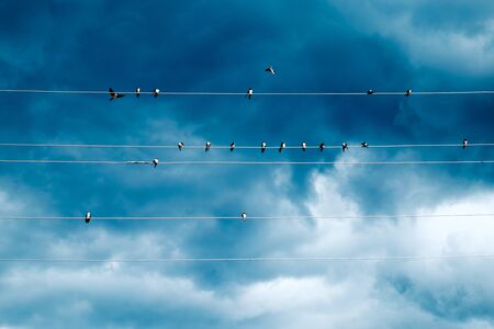 Group of swallows sitting on wires over blue sky with cloudsの写真素材