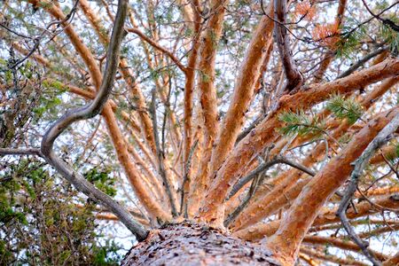 High old pine trunk, looking up from belowの写真素材