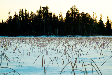 Winter sunset, frozen reeds covered with snow on lake and forest far awayの写真素材