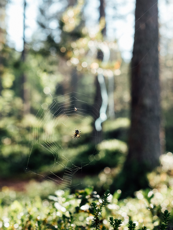 The spider's web on the branches of a tree in the forestの写真素材